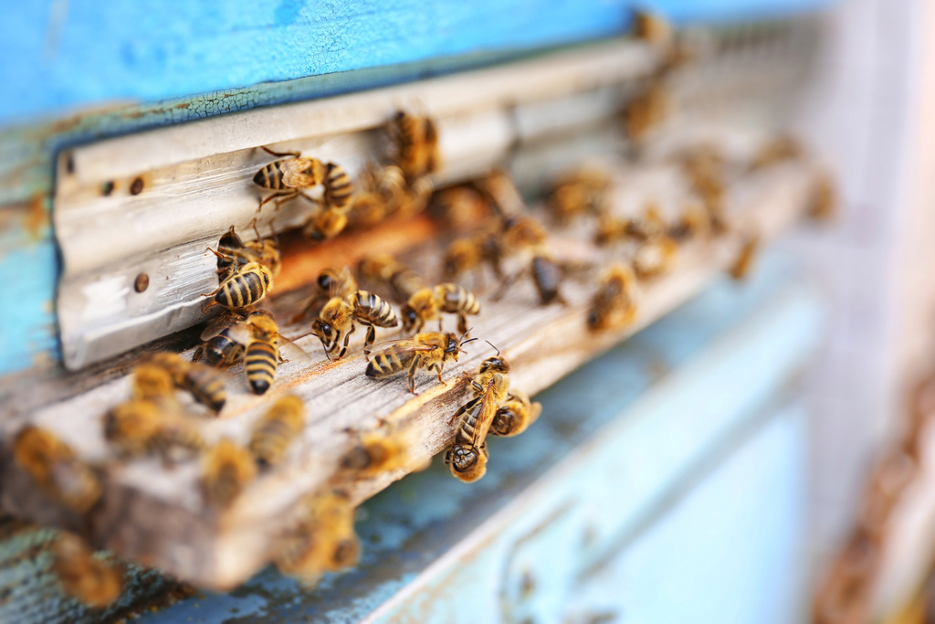 včely - foto 1.jpg