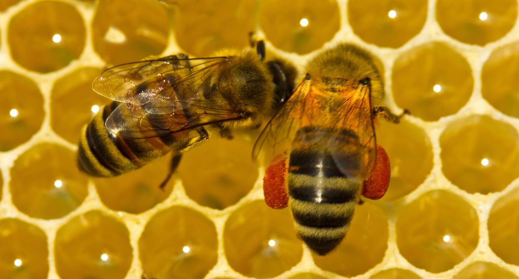 Včely - hlavná foto.jpg